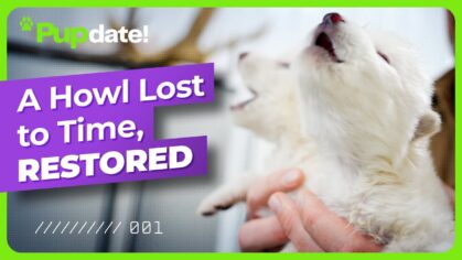 a-howl-lost-to-time