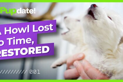 a-howl-lost-to-time