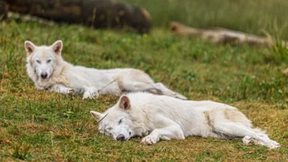 colossal-dire-wolf-birthday-2025-1024x682