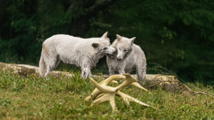 colossal-dire-wolves-romulus-remus-2025-1024x683
