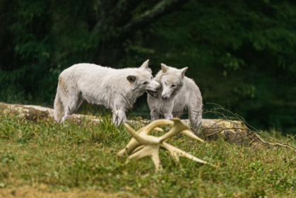 colossal-dire-wolves-romulus-remus-2025-1024x683
