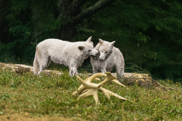colossal-dire-wolves-romulus-remus-2025-1024x683