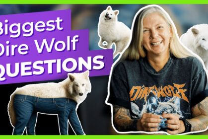 dire-wolf-questions