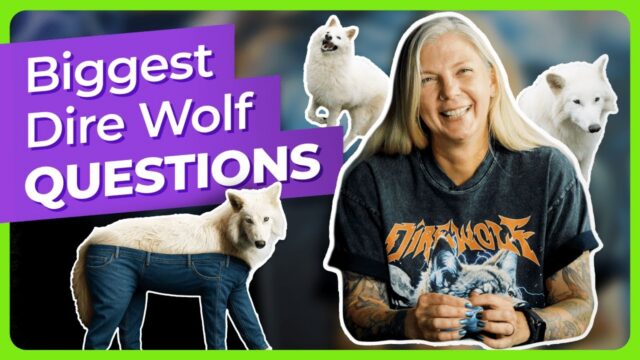 dire-wolf-questions