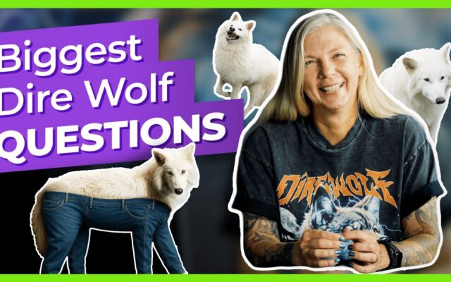 dire-wolf-questions