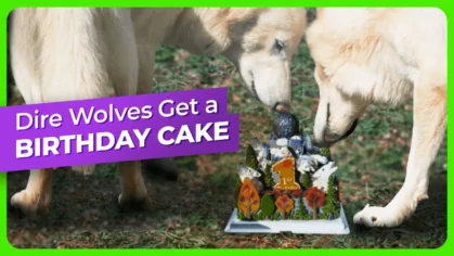 dire-wolves-birthday-cake