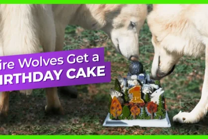 dire-wolves-birthday-cake