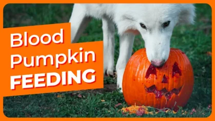 dire-wolves-blood-pumpkin