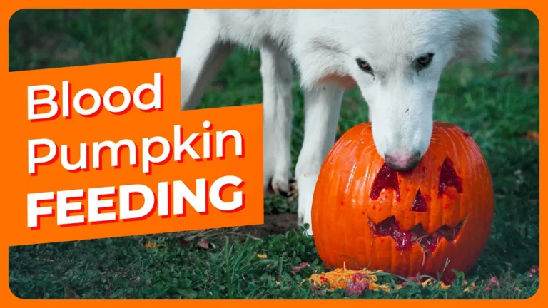 dire-wolves-blood-pumpkin
