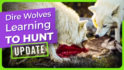 dire-wolves-learning-to-hunt