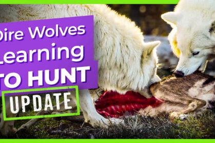 dire-wolves-learning-to-hunt
