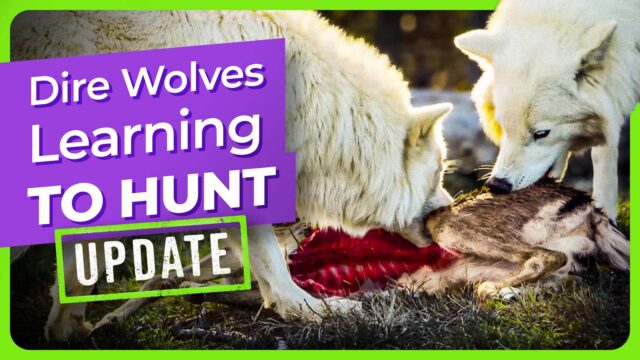 dire-wolves-learning-to-hunt