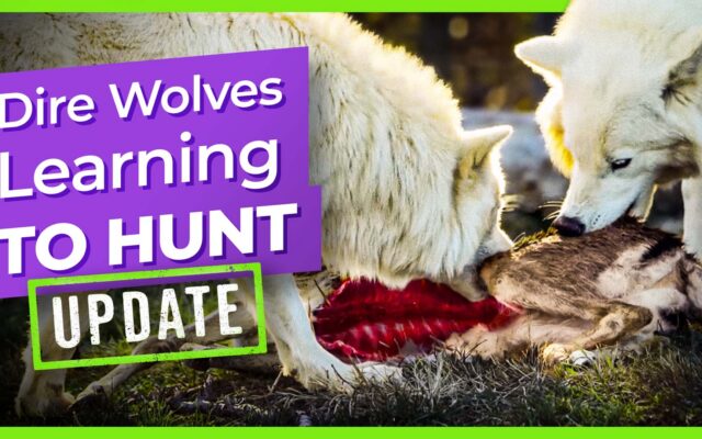 dire-wolves-learning-to-hunt