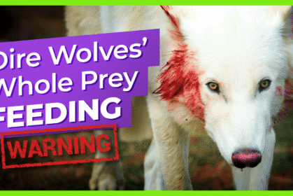 dire-wolves-whole-prey-feeding