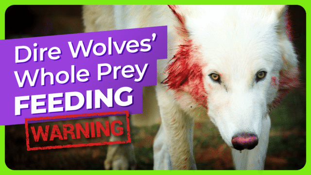 dire-wolves-whole-prey-feeding