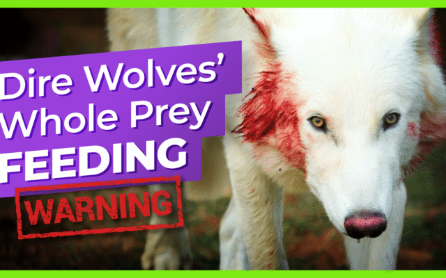 dire-wolves-whole-prey-feeding