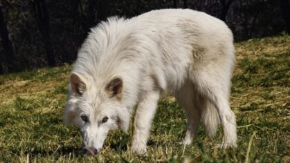 remus-romulus-eight-months
