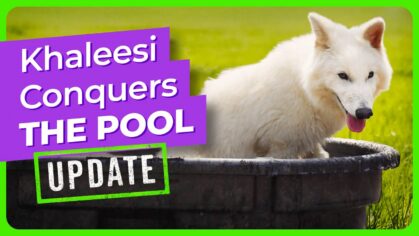 khaleesi-conquers-pool