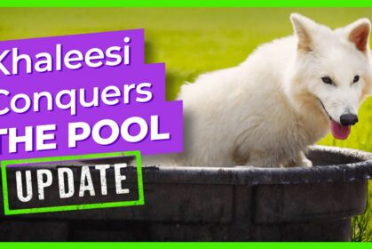 khaleesi-conquers-pool
