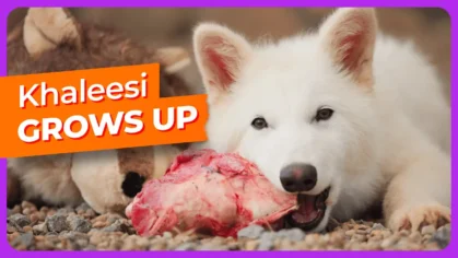 khaleesi-grows-up