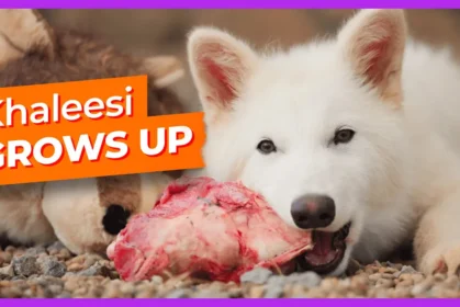 khaleesi-grows-up