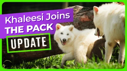khaleesi-joins-pack