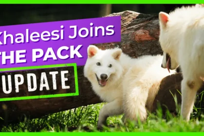 khaleesi-joins-pack